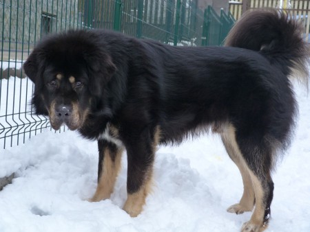 YONTEN  Henriet´s garden ,(DALOU x RAMILA)